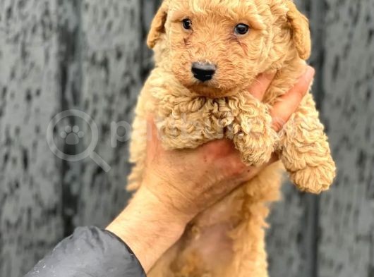 A Kalite Erkek Toypoodle Yavrumuz görsel