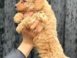 A Kalite Erkek Toypoodle Yavrumuz