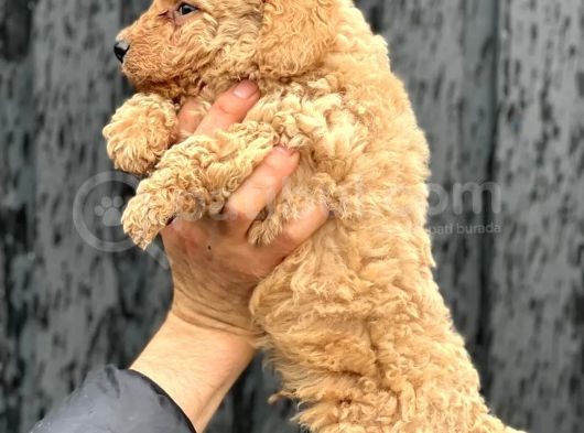 A Kalite Erkek Toypoodle Yavrumuz görsel