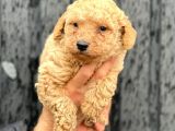A Kalite Erkek Toypoodle Yavrumuz