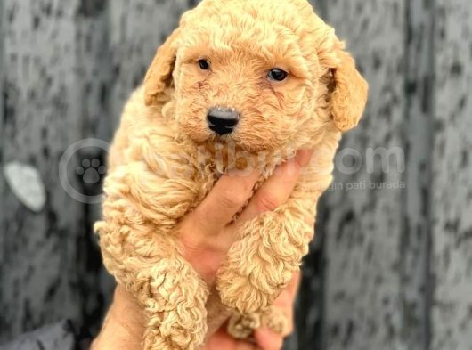 A Kalite Erkek Toypoodle Yavrumuz görsel