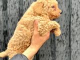 A Kalite Erkek Toypoodle Yavrumuz