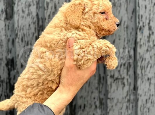 A Kalite Erkek Toypoodle Yavrumuz görsel