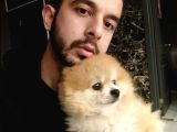 2 Aylık Erkek Pomeranian BOO Yavrumuz