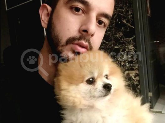 2 Aylık Erkek Pomeranian Boo Yavrumuz