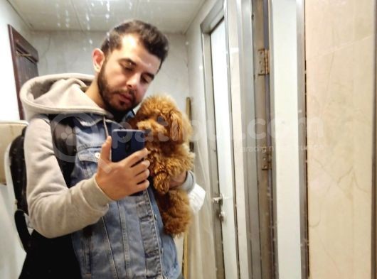 A Kalite Erkek Toypoodle Yavrumuz