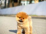 Ayı Surat Pomeranian Boo Yavrularımız