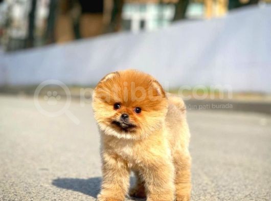 Ayı Surat Pomeranian Boo Yavrularımız görsel