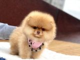 Ayıcık Suratlı Pomeranian Boo Yavrumuz