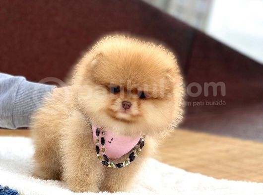 Ayıcık Suratlı Pomeranian Boo Yavrumuz