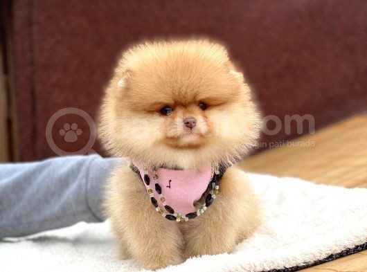 Ayıcık Suratlı Pomeranian Boo Yavrumuz görsel