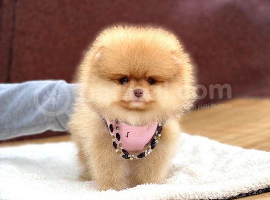 Ayıcık Suratlı Pomeranian Boo Yavrumuz görsel