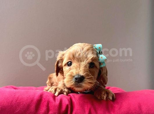 Safkan Maltipoo Yavrularımız görsel