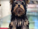 5 Aylık Dişi Yorkshire Terrier Yavrumuz