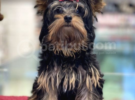 5 Aylık Dişi Yorkshire Terrier Yavrumuz görsel