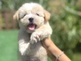Orjinal Multigen Maltipoo Bebekler