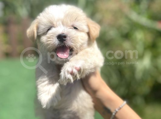 Orjinal Multigen Maltipoo Bebekler görsel