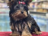 5 Aylık Dişi Yorkshire Terrier Yavrumuz