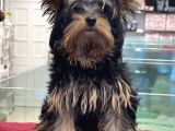 5 Aylık Dişi Yorkshire Terrier Yavrumuz