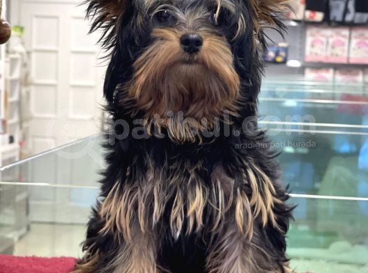 5 Aylık Dişi Yorkshire Terrier Yavrumuz görsel