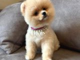 Teddy Face Pomeranian Boo Bebekler
