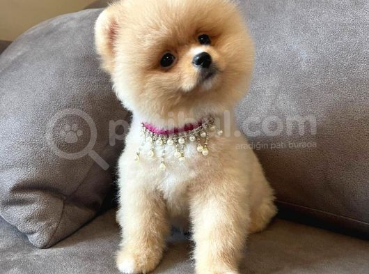Teddy Face Pomeranian Boo Bebekler görsel