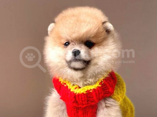 Safkan Pomeranian Boo Yavrularımız görsel