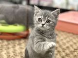 Blue Tabby British Shorthair Dişi Yavrumuz