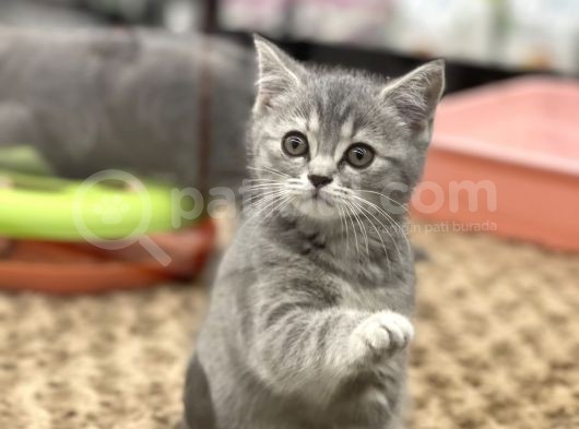 Blue Tabby British Shorthair Dişi Yavrumuz