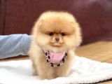 Pomeranian Boo Teddy Face Erkek Yavrumuz