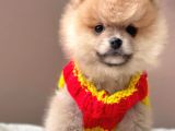 Safkan Pomeranian Boo Yavrularımız