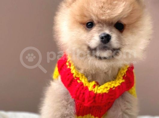 Safkan Pomeranian Boo Yavrularımız görsel