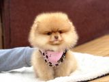 Pomeranian Boo Teddy Face Erkek Yavrumuz
