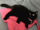 Safkan British Shorthair Bütün Eğitimleri Vardır
