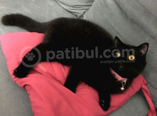 Safkan British Shorthair Bütün Eğitimleri Vardır görsel