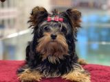 5 Aylık Dişi Yorkshire Terrier Yavrumuz