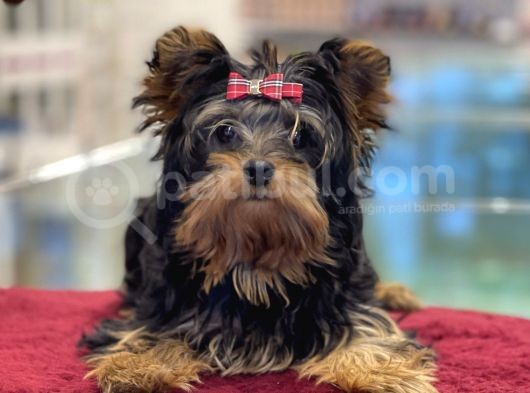 5 Aylık Dişi Yorkshire Terrier Yavrumuz