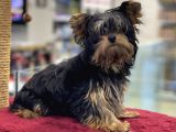5 Aylık Dişi Yorkshire Terrier Yavrumuz