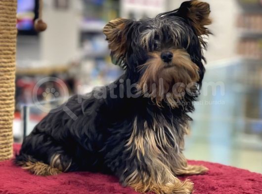 5 Aylık Dişi Yorkshire Terrier Yavrumuz görsel