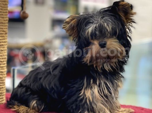 5 Aylık Dişi Yorkshire Terrier Yavrumuz görsel