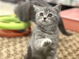 Blue Tabby British Shorthair Dişi Yavrumuz