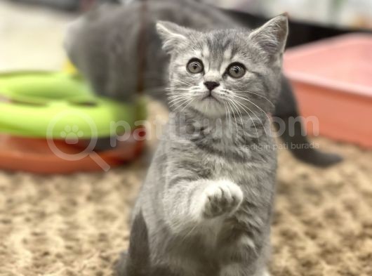 Blue Tabby British Shorthair Dişi Yavrumuz görsel