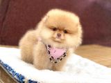 Pomeranian Boo Teddy Face Erkek Yavrumuz