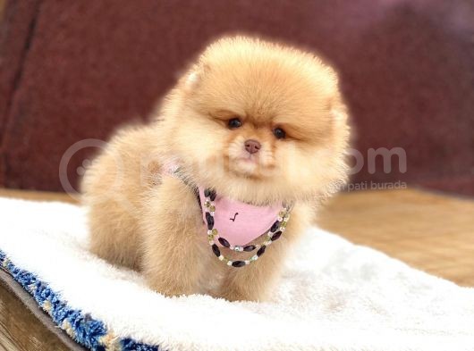 Pomeranian Boo Teddy Face Erkek Yavrumuz görsel