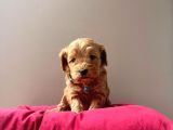 Safkan Maltipoo Yavrularımız