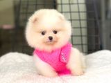 Pomeranian Boo Teddy Face Dişi Yavrumuz