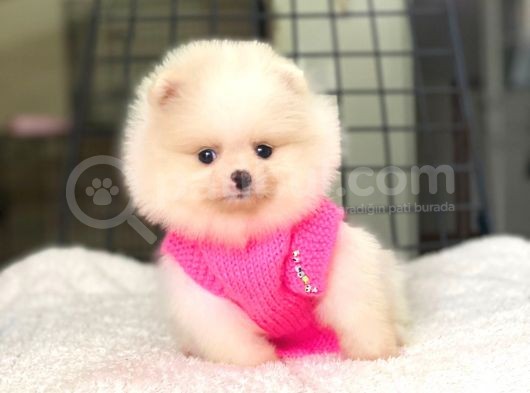 Pomeranian Boo Teddy Face Dişi Yavrumuz