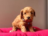 Safkan Maltipoo Yavrularımız