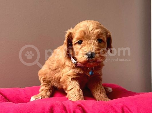 Safkan Maltipoo Yavrularımız görsel