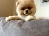 Teddy Face Pomeranian Boo Bebekler